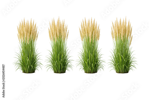 green grass isolated on white