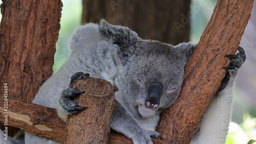 Photography Close-up of a Sleeping Koala Clinging to Eucalyptus Tree Branches