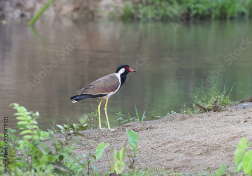 Close Up of a red-wattled lapwing