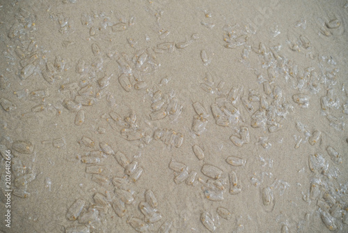Foto Transparent salpa sea creatures washed ashore by waves lying scattered on flat wet sandy beach