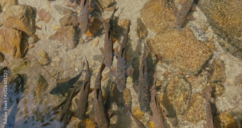 Billede på lærred School of wild fish swimming in shallow clear river water over a rocky bottom