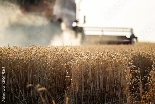 Foto Combine Harvester Working in Golden Wheat Field at Sunset