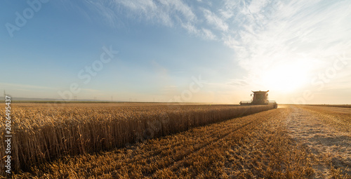 Combine harvesters during the wheat harvest