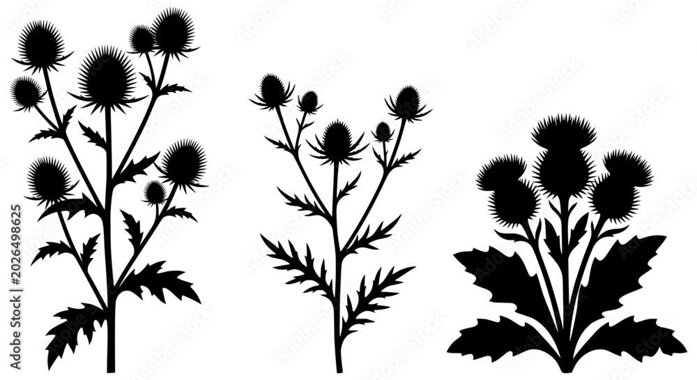 Fototapeta premium Thistle Plants Silhouette Collection on White Background Natural Elements Vector Graphic