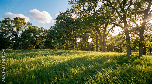 A serene landscape featuring a lush field of tall grass swaying