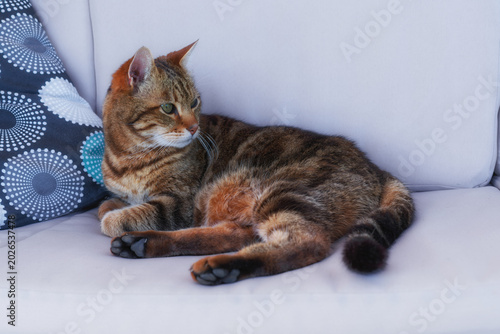 Foto Chat se reposant
