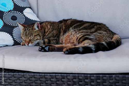 Tableau sur toile Chat dormant