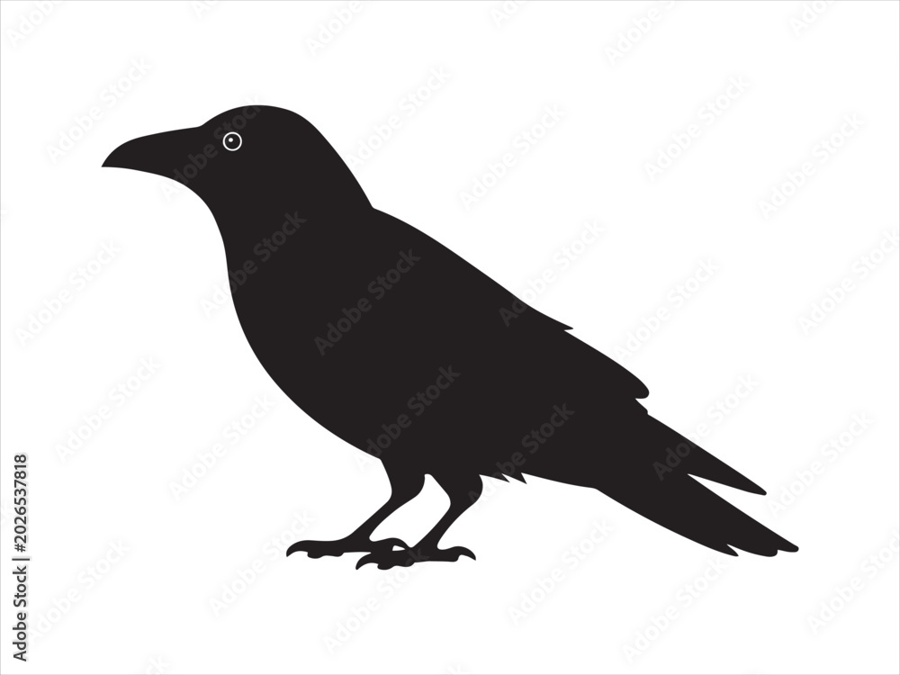 Fototapeta premium Crow vector silhouette isolated on white background vector illustration
