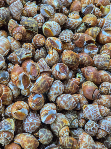 Spotted babylon, Areola pile on the table on top view.Sea shell in the local market full screen backgroun
