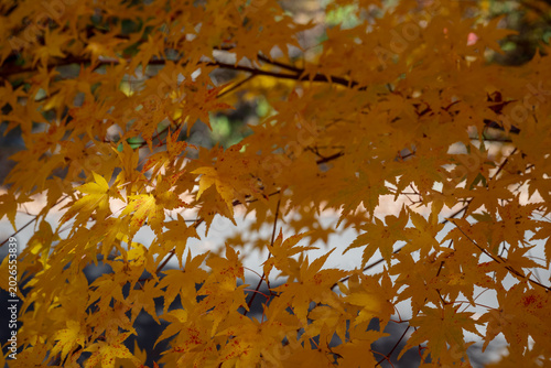 Golden Yellow Japanese Maple Leaves Filling Frame in Autumn Forest