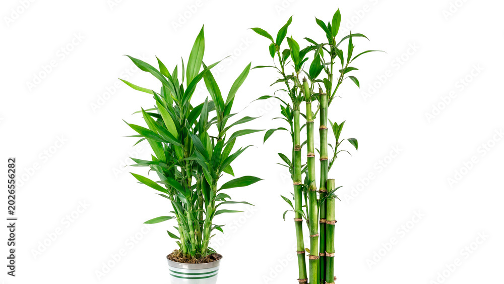 Obraz premium A set of green domestic lucky bamboo plants growing inside a brown wicker pot isolated on transparent background