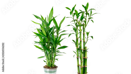 Fotografie A set of green domestic lucky bamboo plants growing inside a brown wicker pot is
