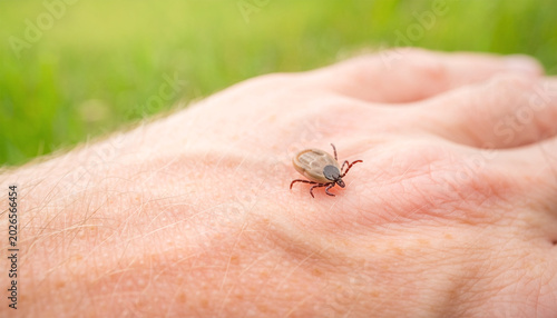 Close up of tick on human hand against grass background, parasite warning and outdoor health