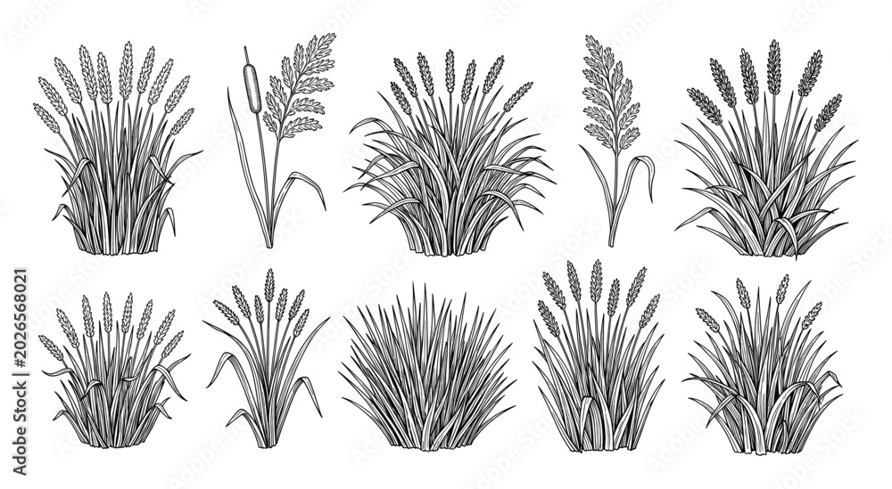 Fototapeta premium Set of various grain and marsh grass plants in black outline drawing for botanical projects