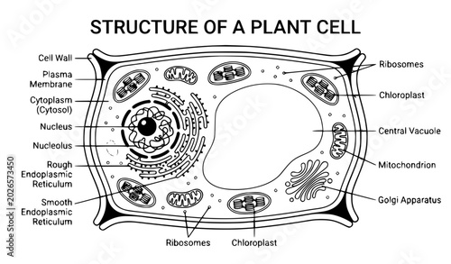 Bild auf Leinwand Plant Cell Diagram Vector Illustration Including Labeled Organelles Such as Nucl