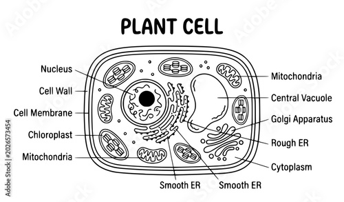 Foto Plant Cell Diagram Vector Illustration Including Labeled Organelles Such as Nucl