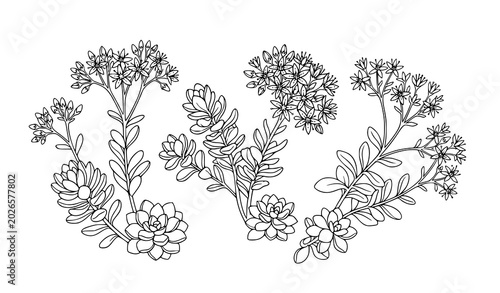 Billede på lærred Minimal Sedum flower botanical logo icon vector isolated on white background