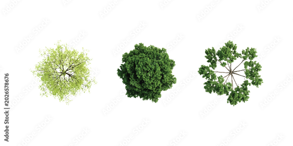 Obraz premium Three different green trees seen from above for architectural landscape design