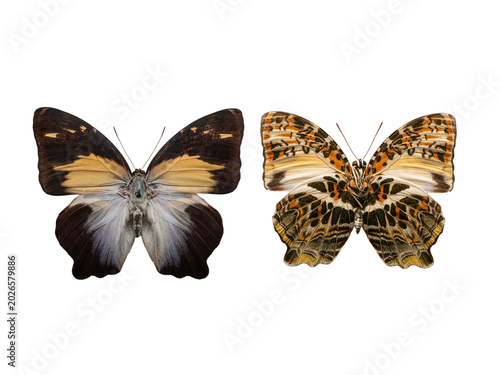 Agatasa calydonia butterfly upperside and underside views isolated.