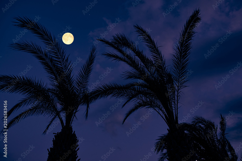 Fototapeta premium Full Moon on a twilight sky with landscape silhouettes.