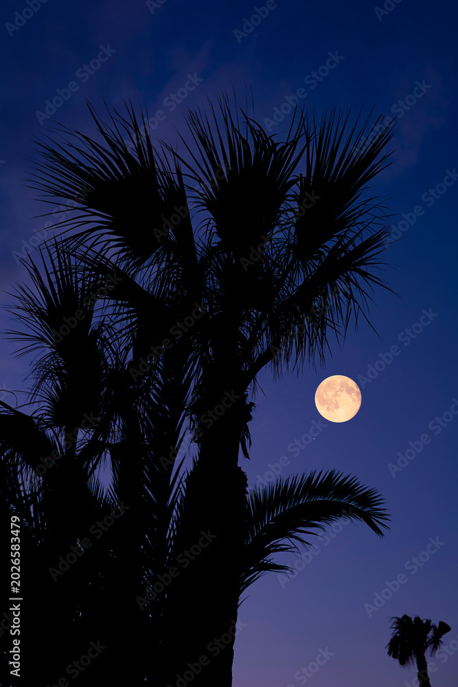 Fototapeta premium Full Moon on a twilight sky with tree silhouettes.