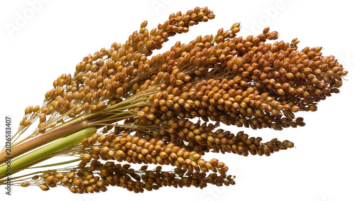 Картината върху платно Brown sorghum grain stalks with green stems, isolated on transparent background
