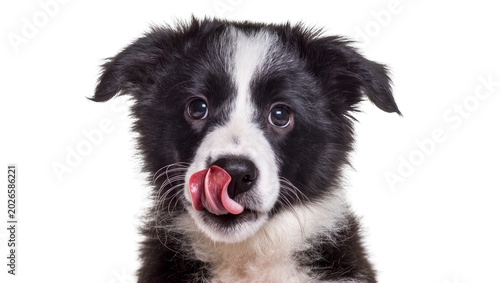 Obraz na plátne Black and white border collie puppy licking its nose, isolated on transparent ba