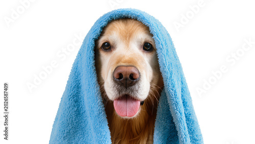 Canvas Print Golden retriever dog with blue towel draped over head, isolated on transparent b