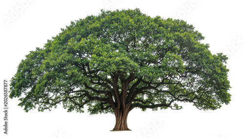 Fotografie Massive green canopy tree with thick branches, isolated on transparent backgroun