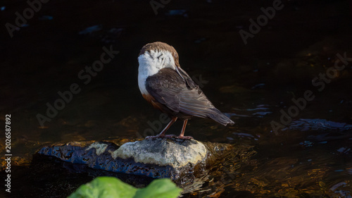 Φωτογραφία White Throated Dipper Preening on Rock in Edinburgh Scotland