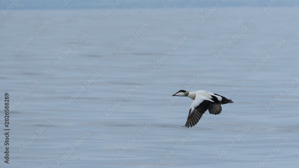 Naklejka premium Common Eider Flying Over Sea at North Berwick
