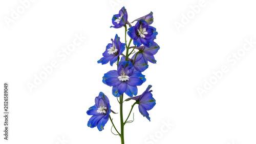 Εκτύπωση καμβά Vibrant blue delphinium flower stalk with delicate white centers, isolated on tr