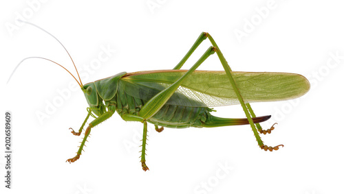 Bilde på lerret Green katydid insect with long antennae and wings, isolated on transparent backg