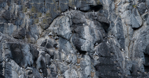 Foto Kittiwake and Guillemot Seabird Colony Nesting on Coastal Cliffs in Scotland