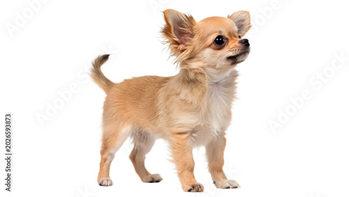 Photos Small cute long haired Chihuahua dog standing and looking curiously with friendl