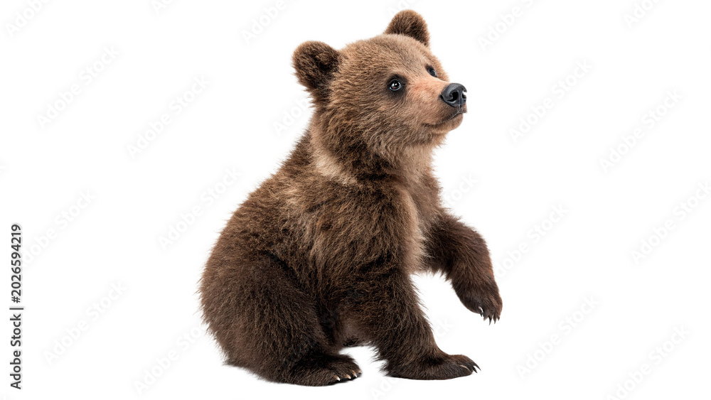 Fototapeta premium Wild brown bear cub sitting and looking alertly for wilderness forest and nature animal protection on transparent background