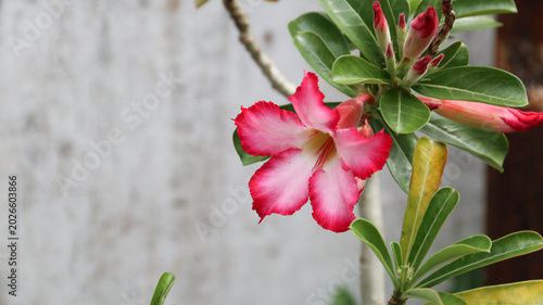 Tableau sur toile Adenium flower, pink impala lily, adenium tropical, Tropical flower Pink Adenium and desert rose plant also known as kamboja jepang