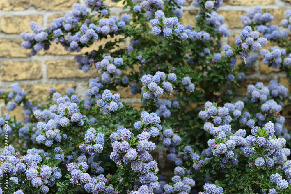 Obraz premium Blue ceanothus or California lilac flowers