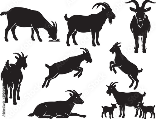 kambing