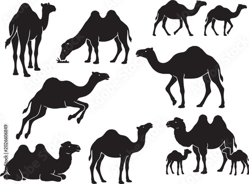 camel