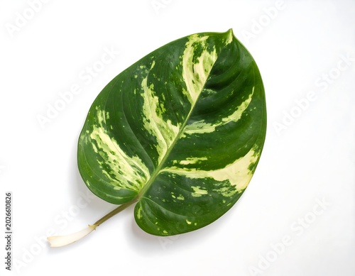 A close-up studio shot of a variegated leaf featuring a blend of green and pale yellow patterns on a white background