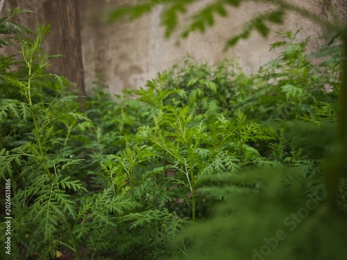 Foto Calm Atmospheric Lush Green Fern-Like Plant Foliage Natural BackgroundSerene moo