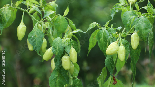 Tableau sur toile White cayenne pepper (Capsicum frutescens) or cabe rawit