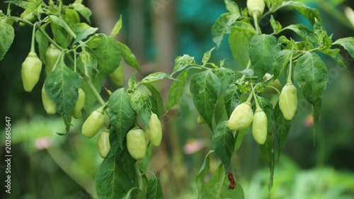 Photography White cayenne pepper (Capsicum frutescens) or cabe rawit