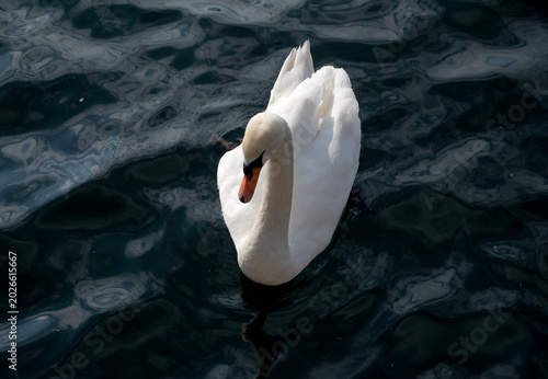 Photos Swan on dark water minimal wildlife composition