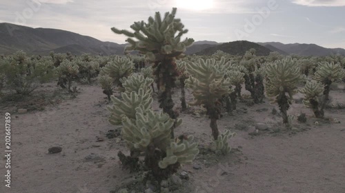 a tilt up clip of the cholla cactus garden on a spring afternoon at joshua tree national park in california, usa