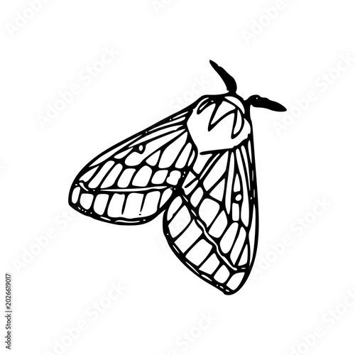 Foto monochrome graphic drawing of detailed moth wings with linework