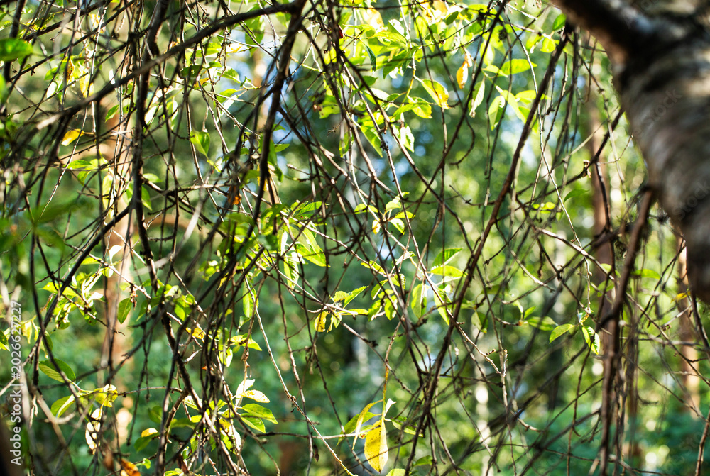 Fototapeta premium Close up of intertwining tree branches with vibrant green and pale yellow leaves illuminated by natural sunlight outdoors during day time