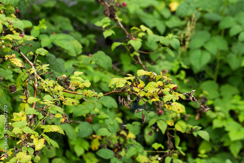 Fotografía Diseased raspberry plant leaves showing chlorosis and necrotic spots, indicating fungal infection or nutrient deficiency problem, horticultural pathology concept