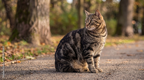 Cuadro en lienzo Photograph of a brown tabby cat sitting attentively on an asphalt path in a peaceful, sunlit autumn park